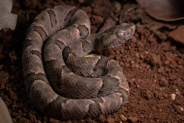 serpent on the ground