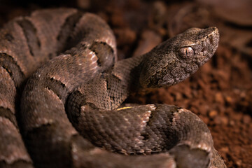 serpent on the ground