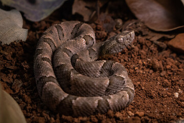 serpent on the ground