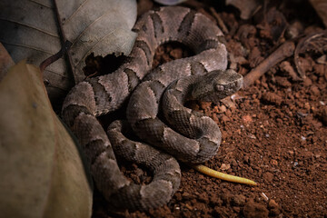 serpent on the ground