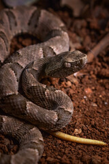 serpent on the ground