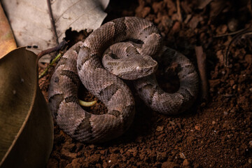 serpent on the ground