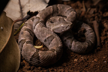 serpent on the ground