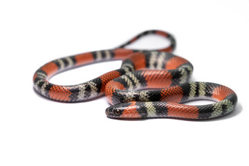 coral snake on withe background