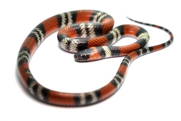 coral snake on withe background