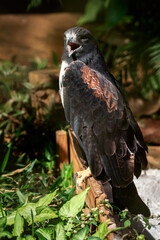 red tailed hawk