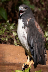 red tailed hawk