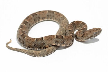 snake on background
