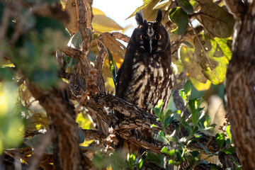 owl in the tree