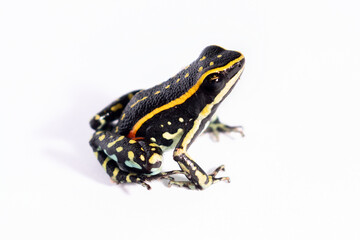 frog on white background