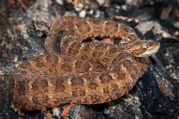 Fototapeta premium red snake