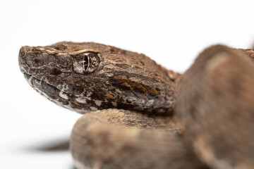 close up of a serpent