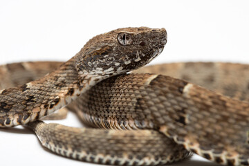 close up of a snake
