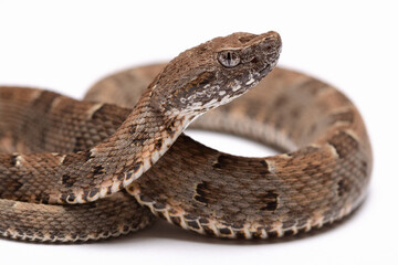 snake