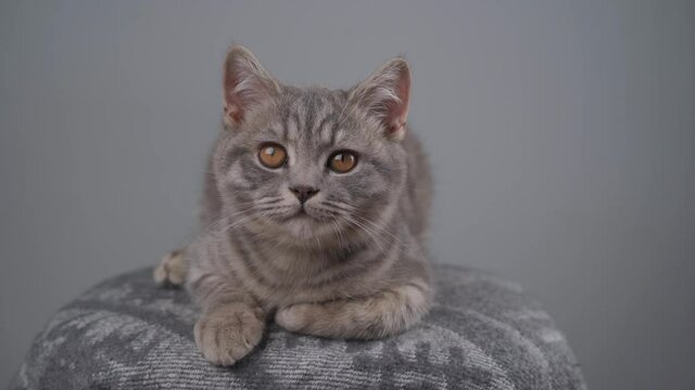 A cute young cat of gray color with yellow eyes of the Scottish Straight breed gets pleasure on a chair on a gray background. British shorthaired kitten is playing and washing. Defenseless pets theme.