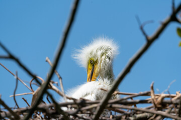 Great Egret Chicks in nest at gator park rookery in St. Augustine Florida.