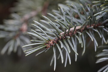 Naklejka na ściany i meble Close up image of pine needles in a pine tree