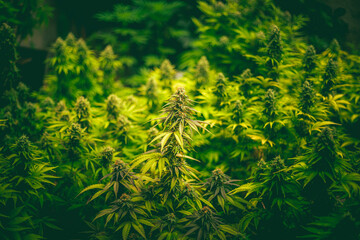 flowers marijuana cannabis hemp