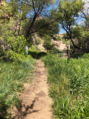 Fototapeta premium path in the forest