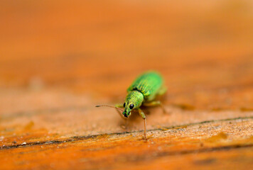 Petit insecte vert sur fond orange