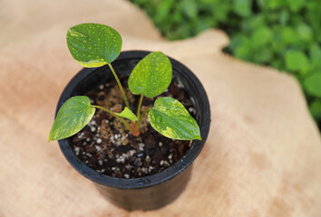homalomena rubescens variegated growing in pot of organic farm in morning time