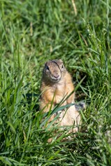 A plump female gopher looks out of the grass