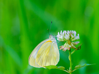 シロツメクサとモンシロチョウ