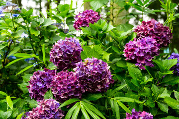 宝山のアジサイ