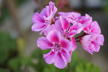 Fototapeta premium close up of a pink and purple flower