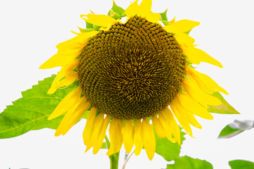 長崎鼻のひまわり
