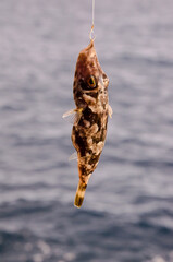 One Sea Fish Hooked