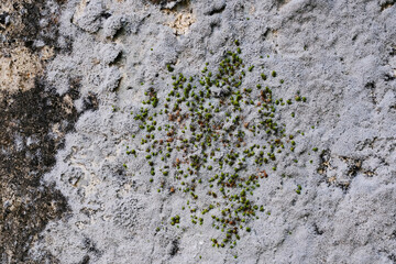 Fungus and moss on old wall background texture
