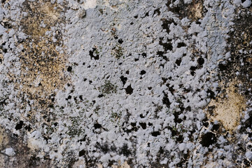 Fungus and moss on old wall background texture