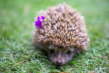 purple flower on the back of the hedgehog