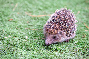 mammal hedgehog in a green summer meadow