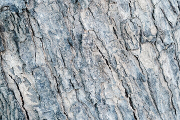 Bark tree background texture