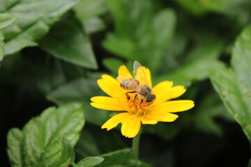 Labor de Abeja
