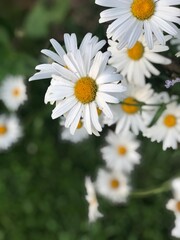 Fototapeta premium daisies in a garden