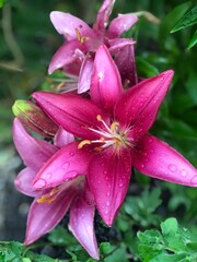 pink lily flower