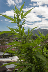 A green tall marijuana plant with blue sky and poor suburb at background in sunny day