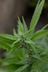Closeup to a green marijuana plant with green leaves and blurred background