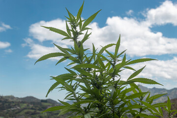 A marijuana plant with blue morning sky and mountains at background