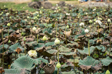 Lotus blooms in my garden