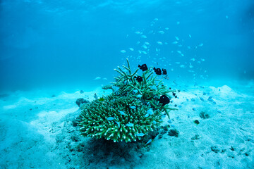 珊瑚と魚と太陽と
