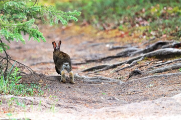 A small bunny hops away along a gravel path