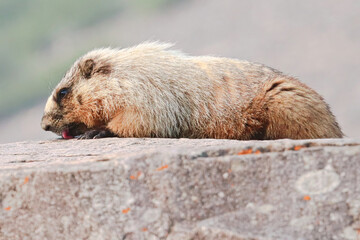 Closeup of a marmot licking the top of a bolder