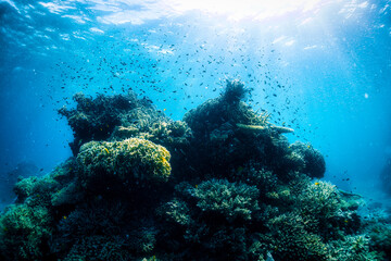 珊瑚と魚と太陽