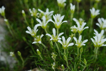 北アルプスのお花畑。 Panoramic view of idyllic mountain scenery in the North Japan Alps with fresh green meadows in bloom