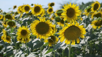Beautiful sunflowers develop in very strong winds. field of bright yellow sunflowers, close view of several of them.