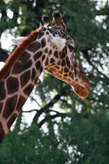 en el zoologico de argentina alberga elefantes,pajaros, guacamallas, mico de ojos azules, rinocerontes, jirafas, cebras, camellos, cabras, bufalos tigres, leones, osos, patos todos animales bien cuiti